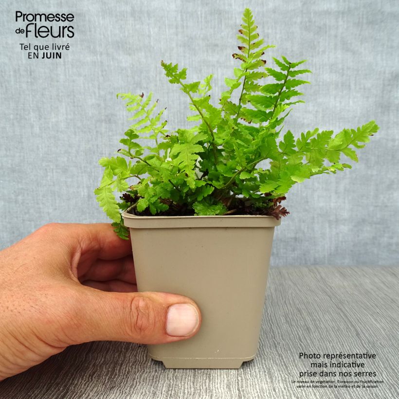 Esemplare di Dryopteris filix-mas - Felce maschio Vasetto da 8/9 cm consegnato in estate