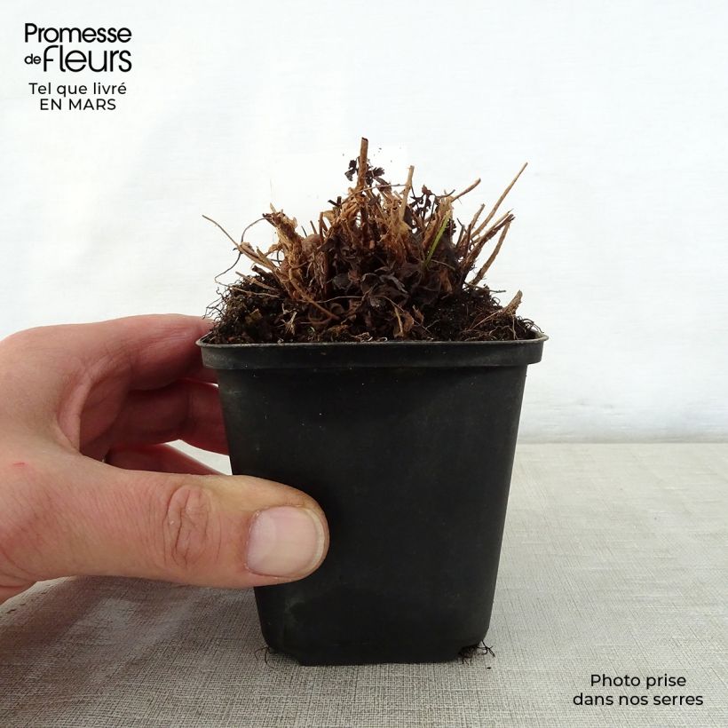 Dryopteris filix-mas Linearis Polydactyla - Felce maschio Vasetto da 8/9 cm esemplare consegnato in primavera