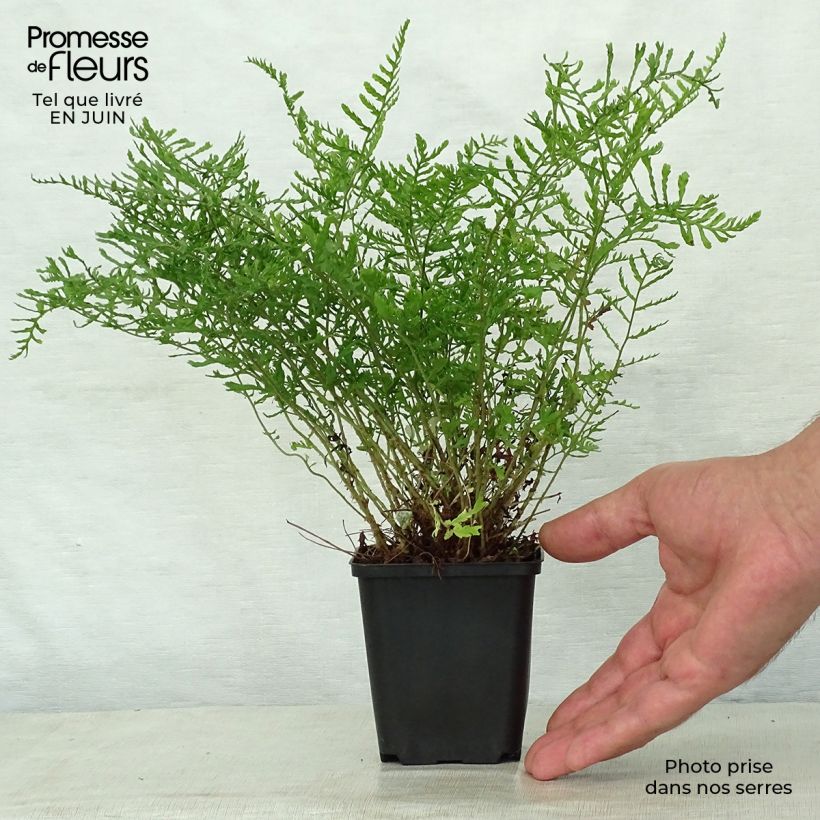 Esemplare di Dryopteris filix-mas Linearis Polydactyla - Felce maschio Vasetto da 8/9 cm consegnato in estate