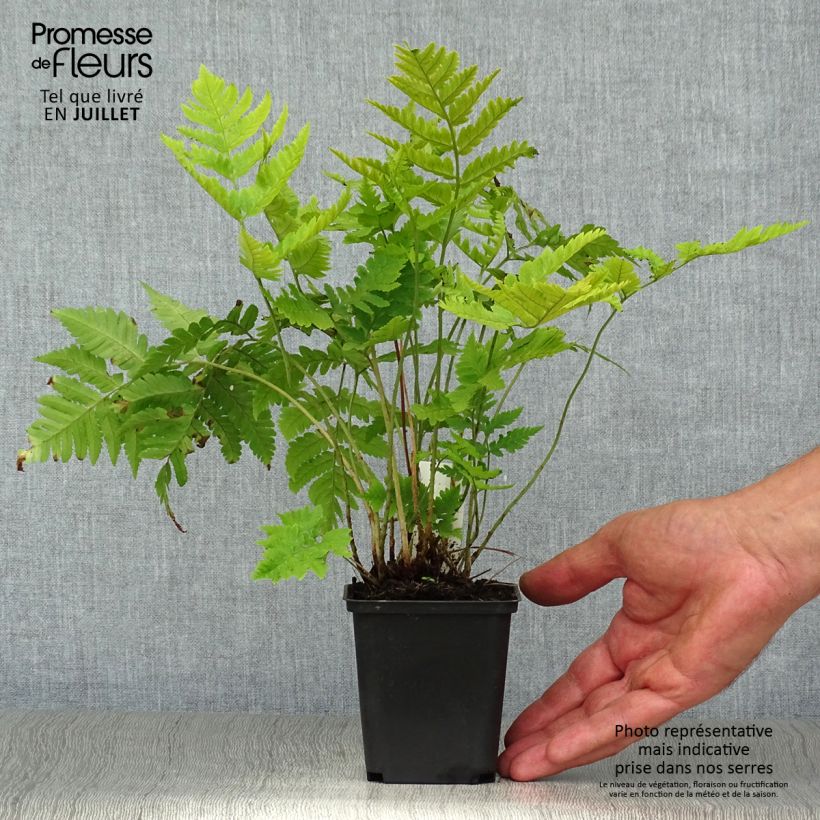 Esemplare di Dryopteris goldieana Vasetto da 8/9 cm consegnato in estate