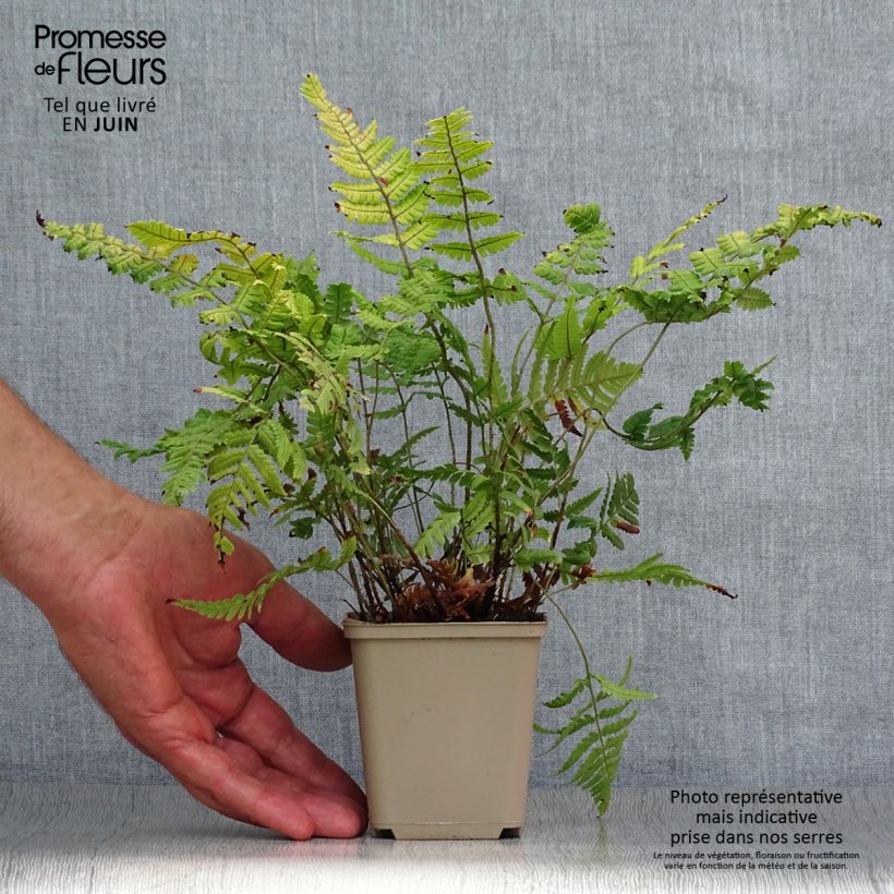 Esemplare di Dryopteris lepidopoda Vasetto da 8/9 cm consegnato in estate