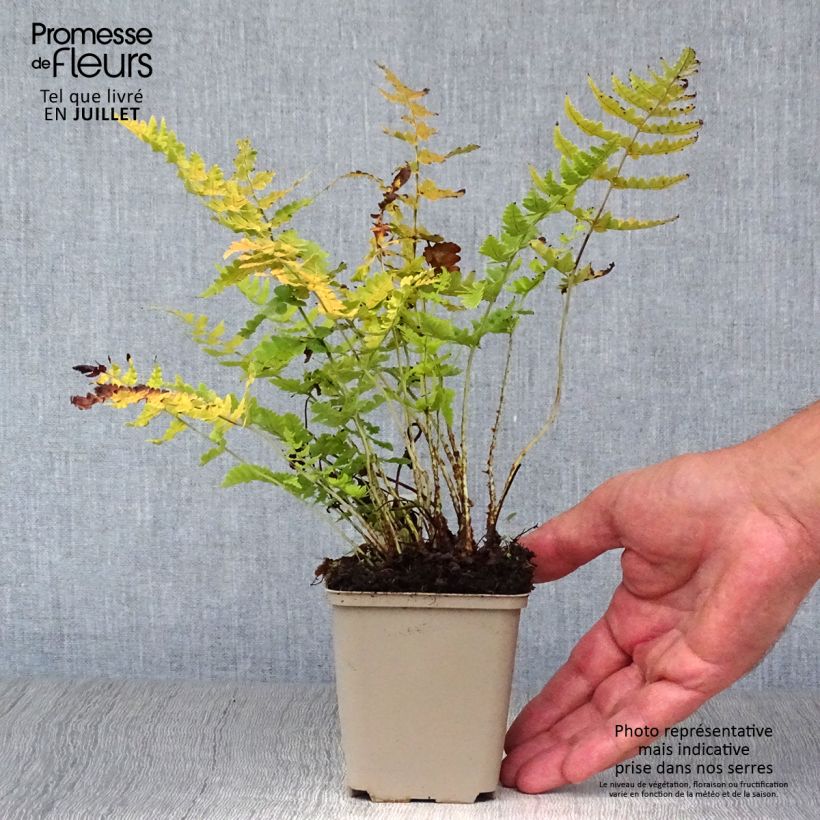 Esemplare di Dryopteris marginalis Vasetto da 8/9 cm consegnato in estate