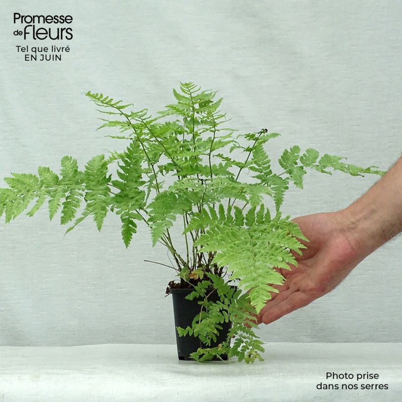 Esemplare di Dryopteris stewartii Vasetto da 8/9 cm consegnato in estate