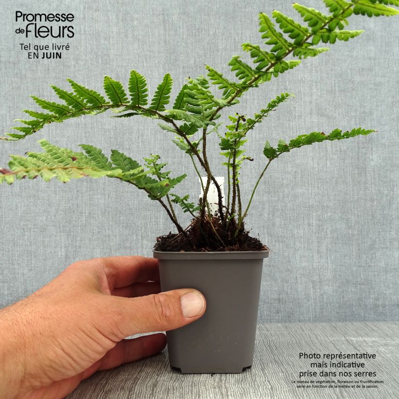 Esemplare di Dryopteris wallichiana Vasetto da 8/9 cm consegnato in estate