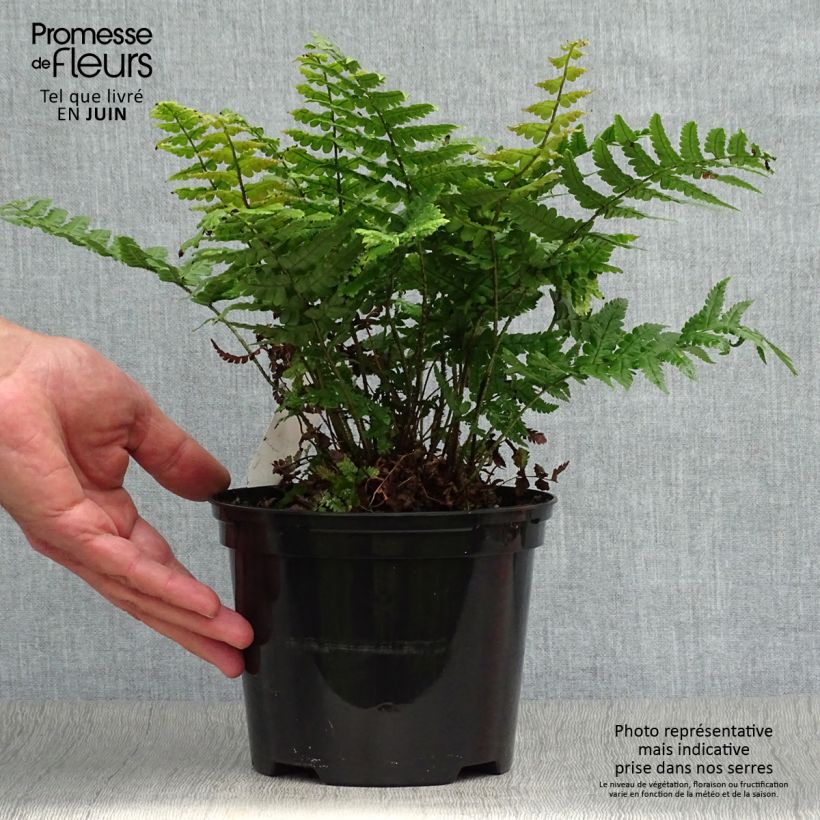 Esemplare di Dryopteris wallichiana Jurassic Gold Vaso da 2L/3L consegnato in estate