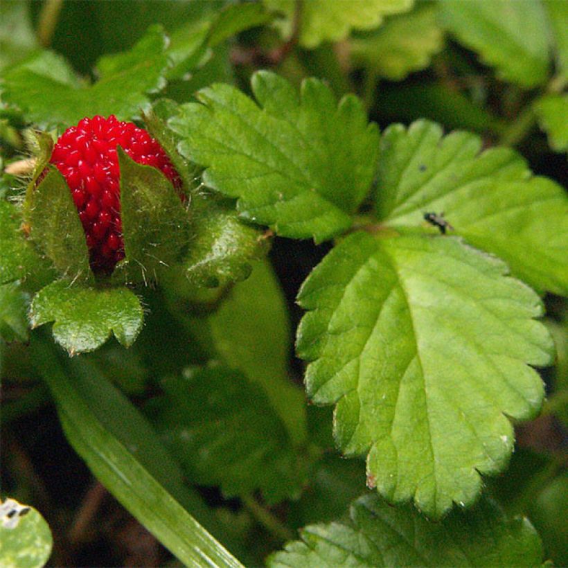 Duchesnea indica - Falsa fragola (Fogliame)