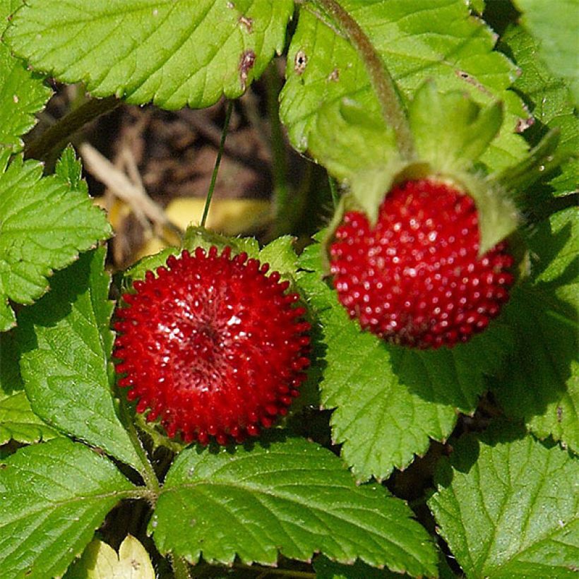 Duchesnea indica - Falsa fragola (Raccolta)