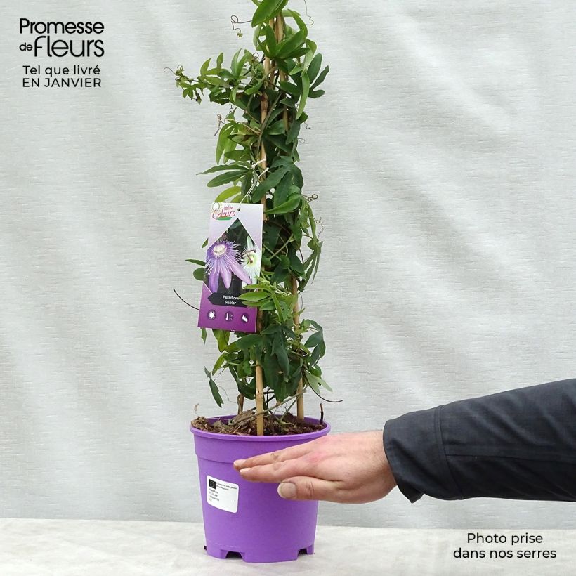 Passiflora Duo Vaso da 2L/3L esemplare consegnato in inverno