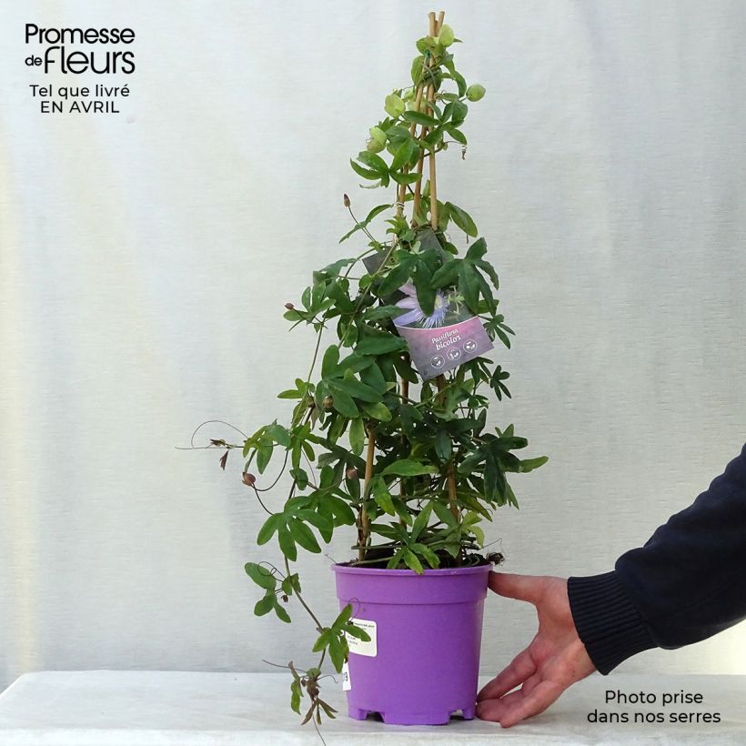 Passiflora Duo Vaso da 2L/3L esemplare consegnato in primavera