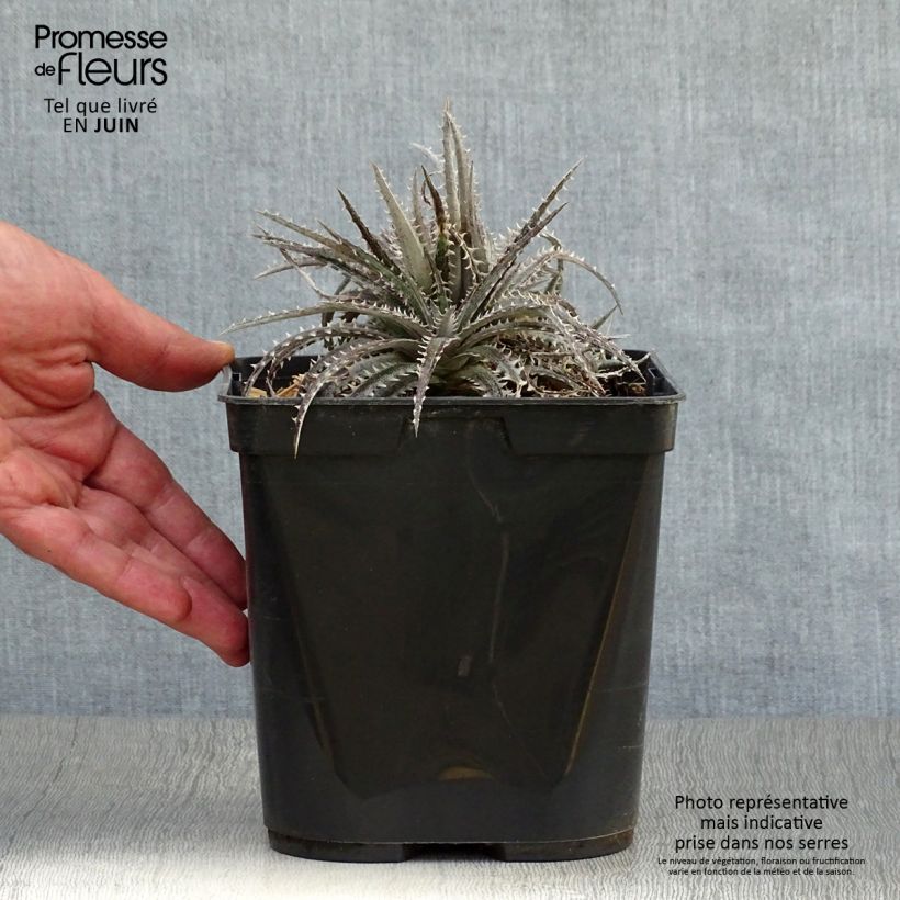 Esemplare di Dyckia Brittle Star Vaso da 3L/4L consegnato in estate