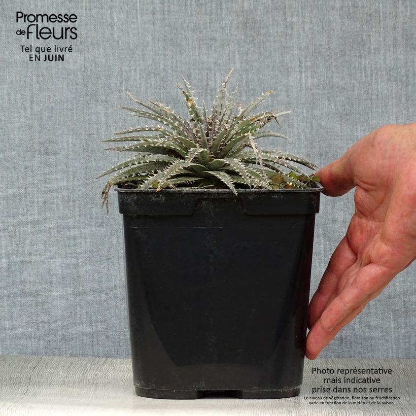 Esemplare di Dyckia Grand Marnier Vaso da 2L/3L consegnato in estate