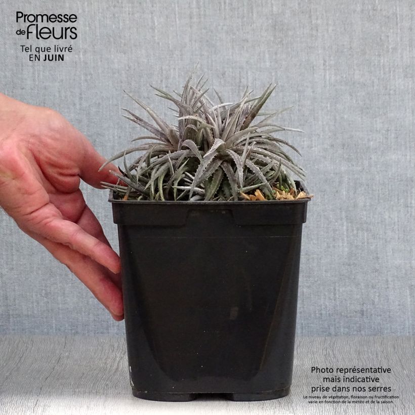 Esemplare di Dyckia Pale Rider Vaso da 2L/3L consegnato in estate