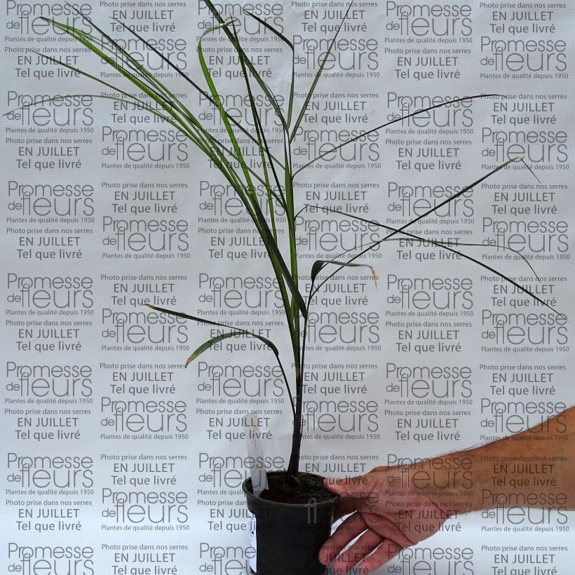 Esemplare di Dypsis plumosa Vaso da Ø 12 cm / 13 cm consegnato in estate