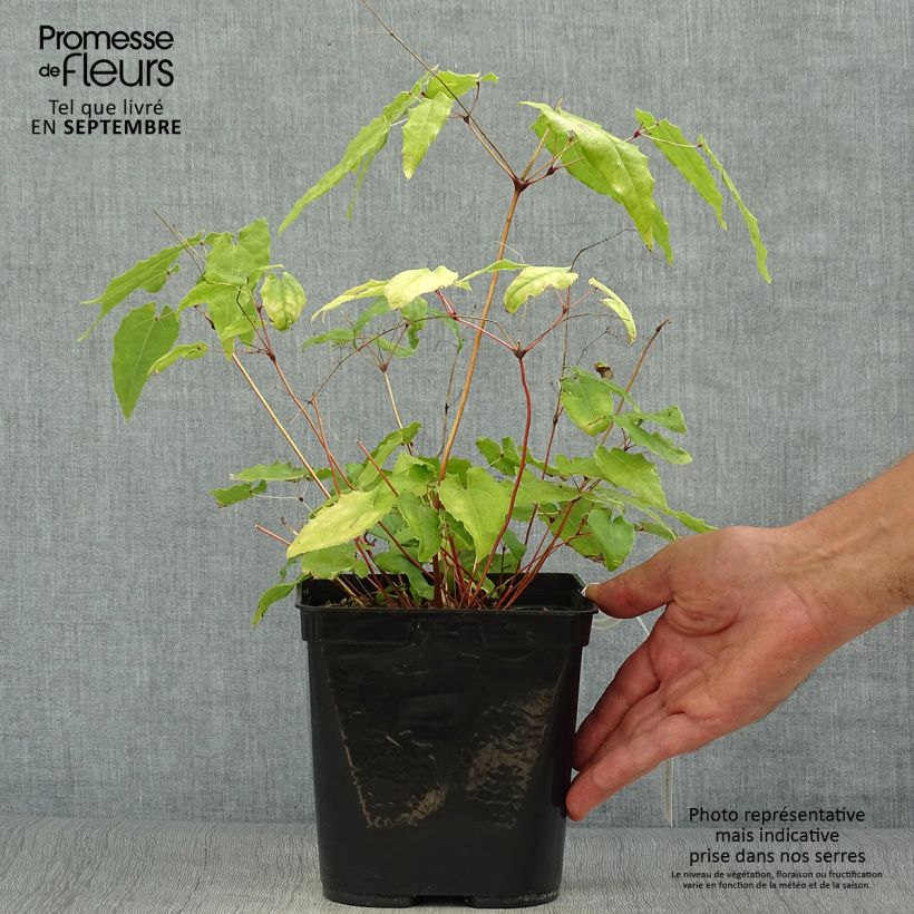 Esemplare di Epimedium Amber Queen Vaso da 3L/4L come consegnato in autunno