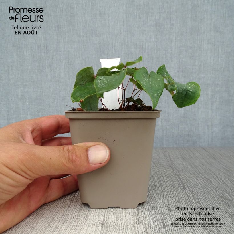 Esemplare di Epimedium brachyrrhizum Vasetto da 8/9 cm consegnato in estate