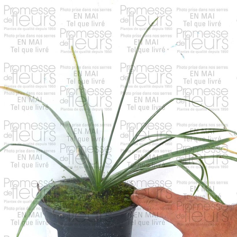 Esempio di esemplare Eremurus Cléopatra Bulbo taglia I come consegnato