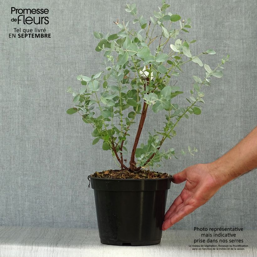 Esemplare di Eucalyptus archeri - Eucalipto Vaso da 4L/5L come consegnato in autunno