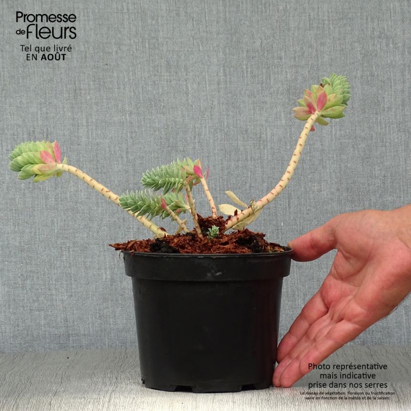 Esemplare di Euphorbia myrsinites Vaso da 2L/3L consegnato in estate