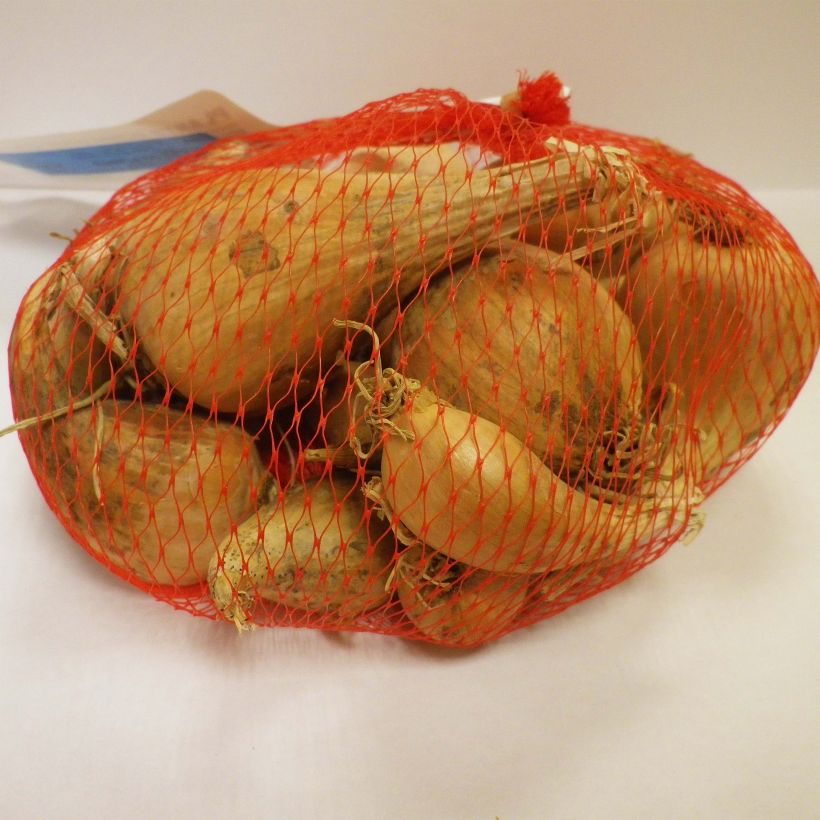 Esempio di esemplare Scalogno Griselle Pezzo taglia 15/35 mm come consegnato