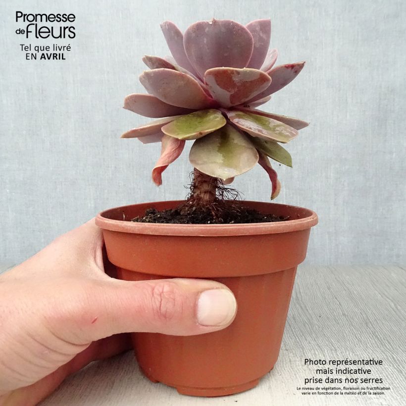 Echeveria Perle Von Nürnberg Pot de 13 cm esemplare consegnato in primavera