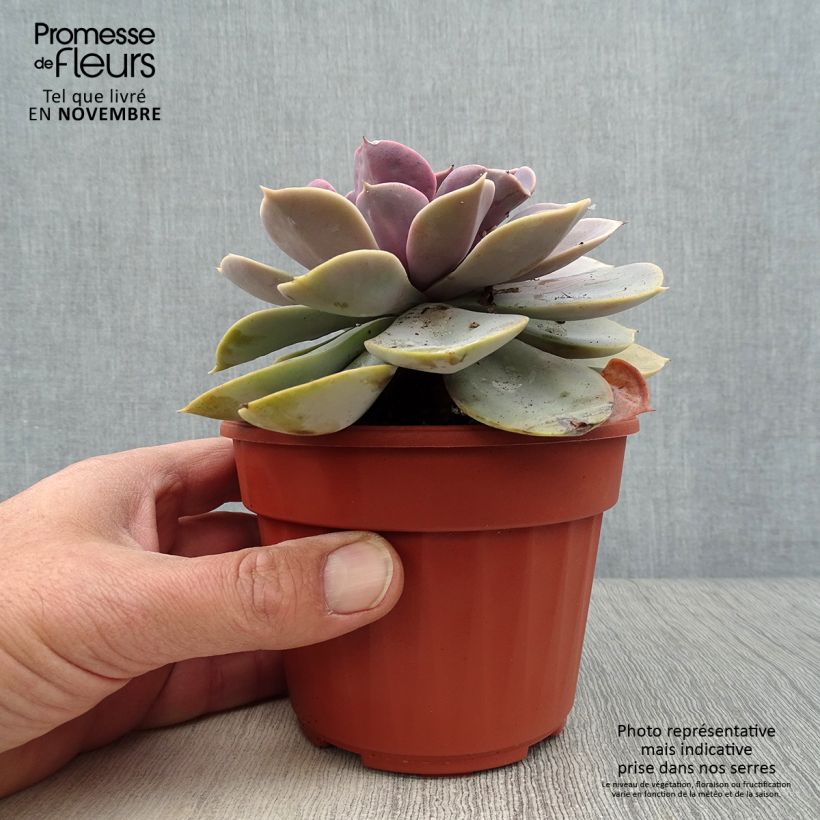 Esemplare di Echeveria Perle Von Nürnberg Vaso da Ø 12 cm / 13 cm come consegnato in autunno