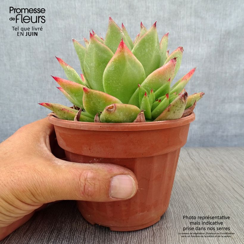 Esemplare di Echeveria agavoides Ebony Vaso da Ø 12 cm / 13 cm consegnato in estate