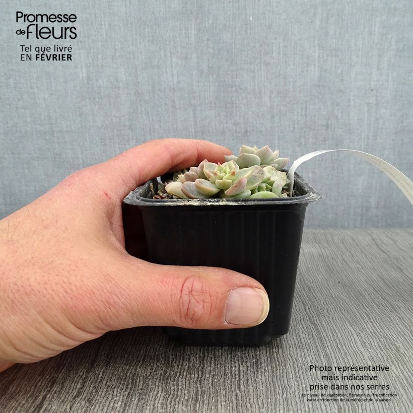 Echeveria elegans Rose Vasetto da 8/9 cm esemplare consegnato in inverno