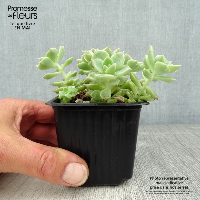 Echeveria elegans Rose Vasetto da 8/9 cm esemplare consegnato in primavera