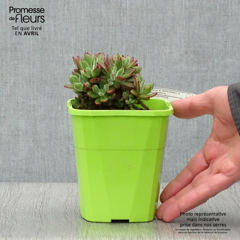 Echeveria Devotion Vaso da 3L/4L esemplare consegnato in primavera