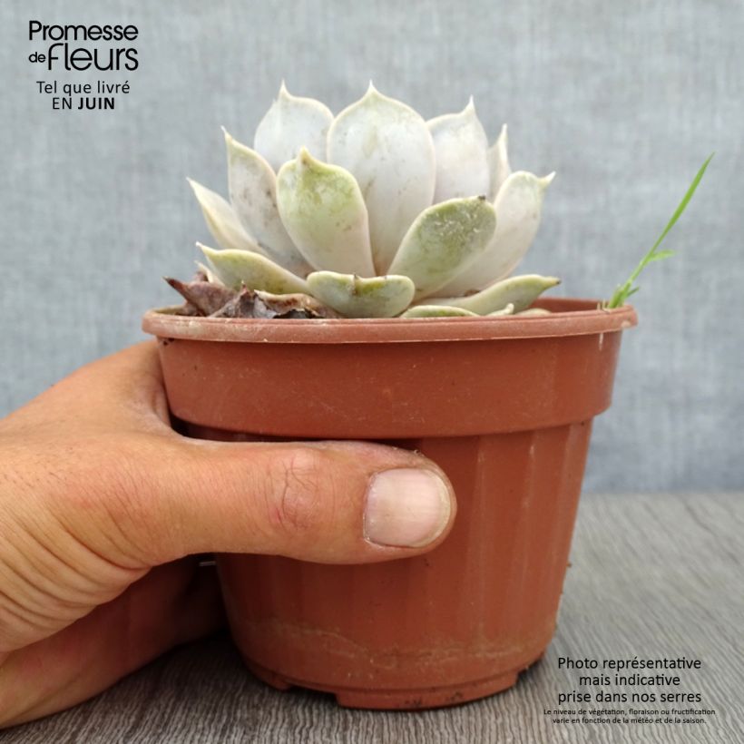 Esemplare di Echeveria lilacina - Echeveria fantasma Vaso da Ø 12 cm / 13 cm consegnato in estate