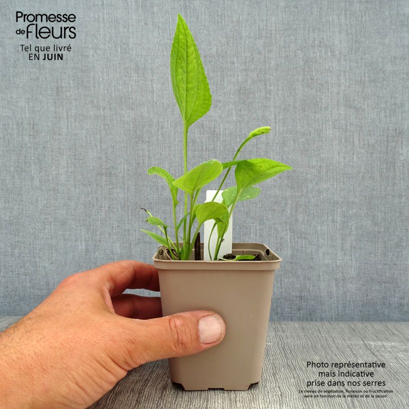 Esemplare di Echinacea purpurea Aloha Vasetto da 8/9 cm consegnato in estate