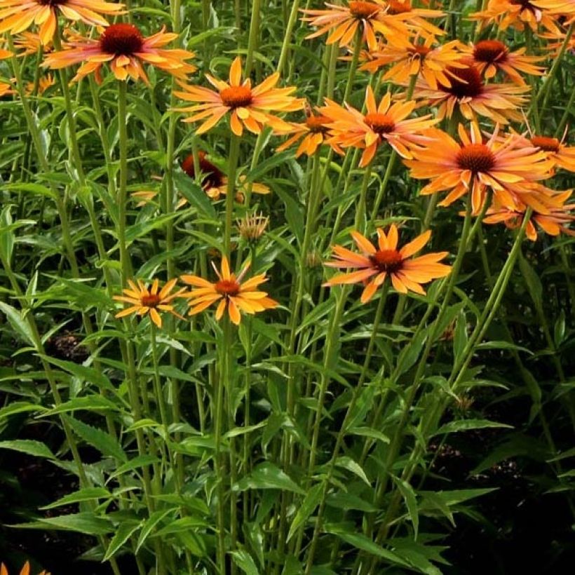 Echinacea Big Kahuna (Fogliame)