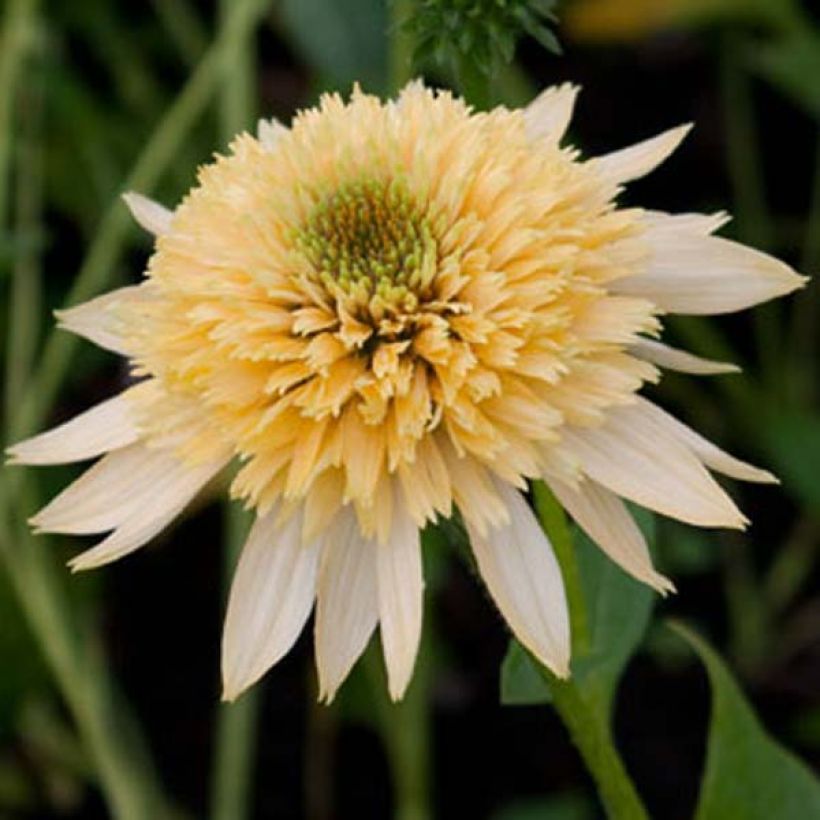 Echinacea purpurea Coupe Soleil (Fioritura)