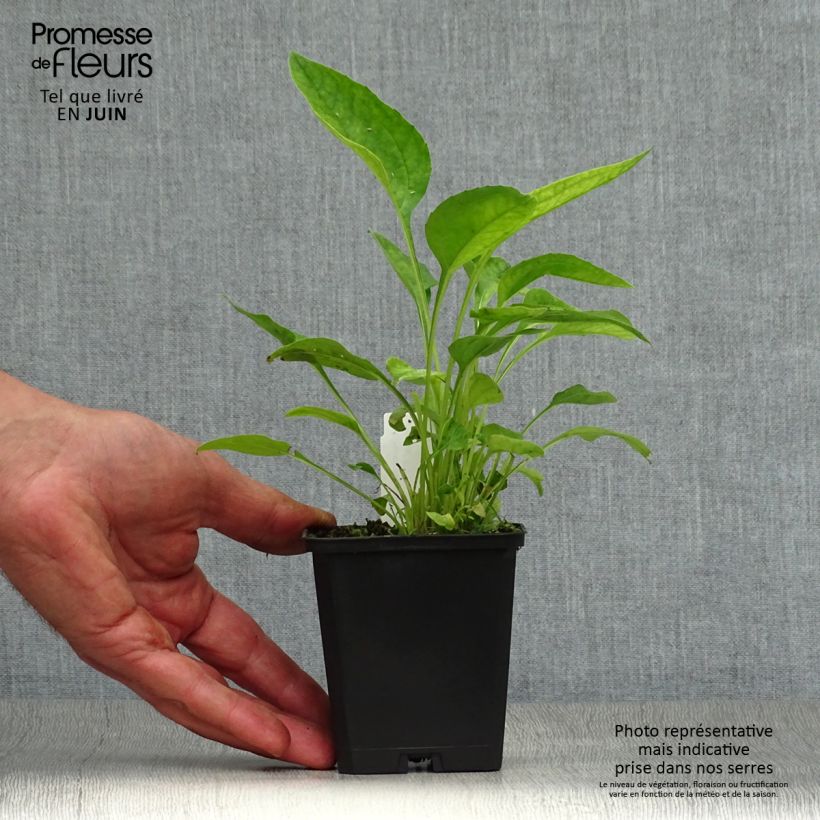 Esemplare di Echinacea purpurea Hot Papaya Vasetto da 8/9 cm consegnato in estate
