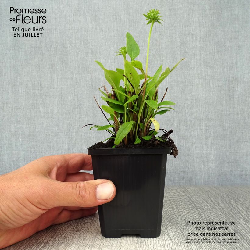 Esemplare di Echinacea Julia Vasetto da 8/9 cm consegnato in estate