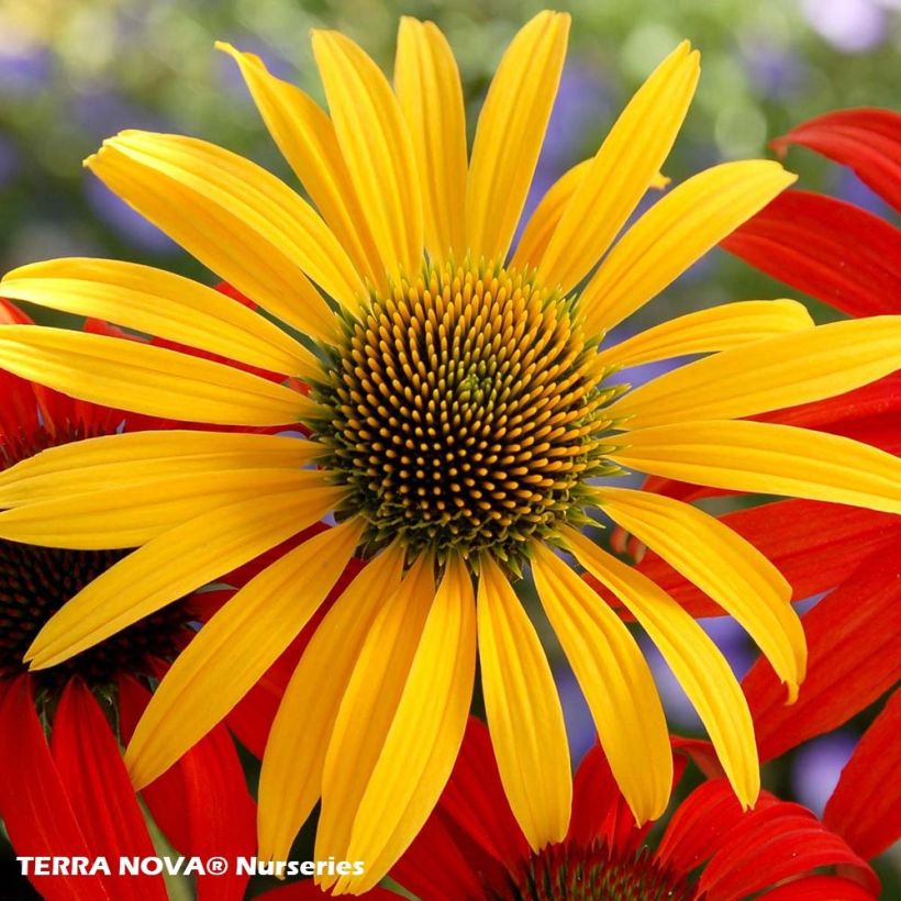 Echinacea purpurea Mac 'n' Cheese (Fioritura)