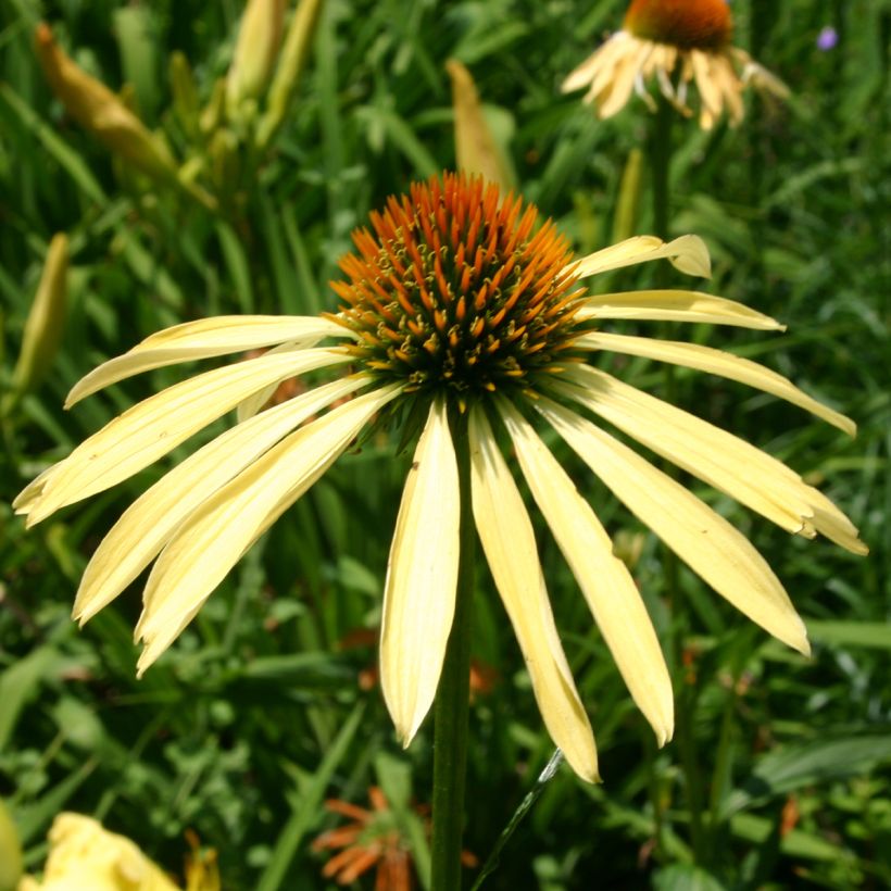 Echinacea purpurea Mango Medowbrite (Fioritura)
