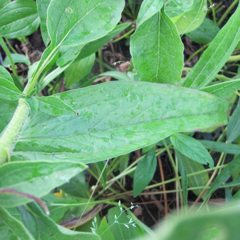 Echinacea purpurea Mozarella (Fogliame)