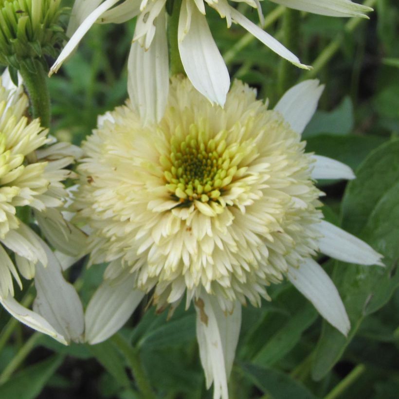 Echinacea purpurea Mozarella (Fioritura)