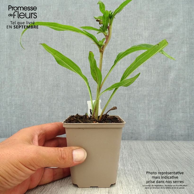 Esemplare di Echinacea Prima Ginger Vasetto da 8/9 cm come consegnato in autunno
