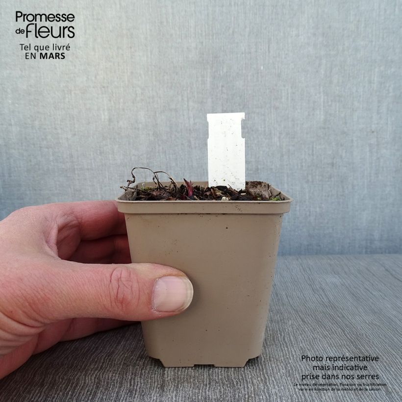 Echinacea Prima Ginger Godet de 8/9 cm esemplare consegnato in inverno