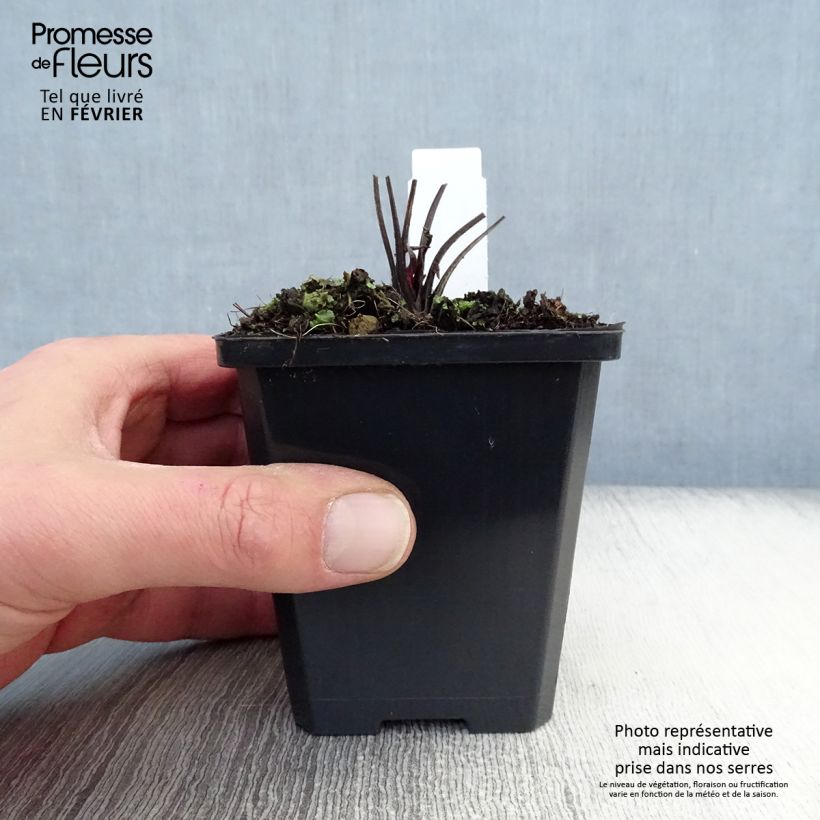 Echinacea Robin Hood Vasetto da 8/9 cm esemplare consegnato in inverno
