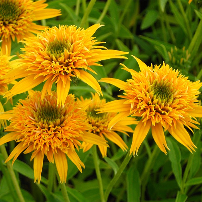 Echinacea purpurea Secret Glow (Fioritura)