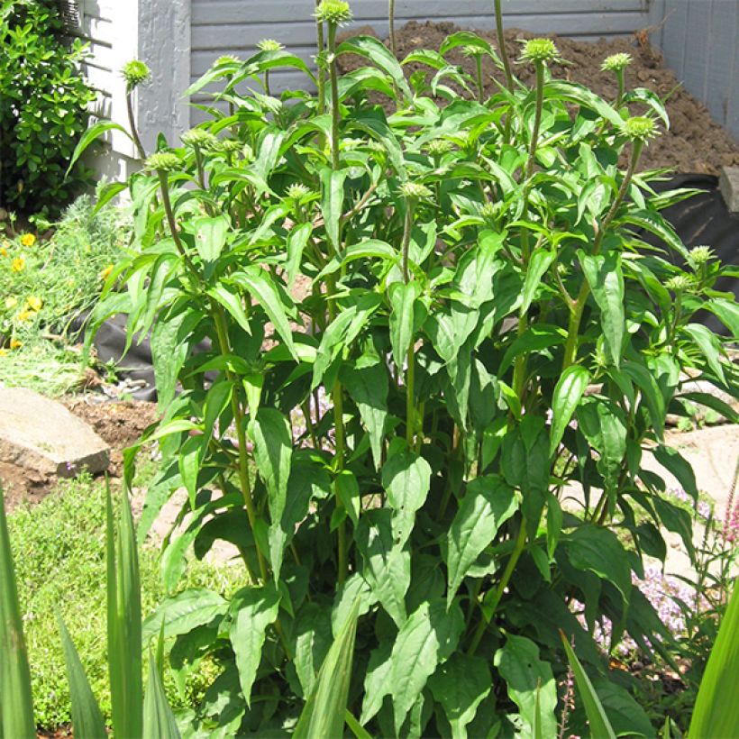 Echinacea purpurea Secret Glow (Porto)