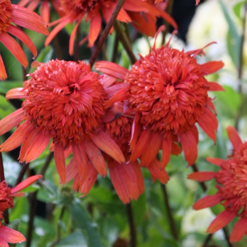 Echinacea purpurea Secret Lust (Fioritura)