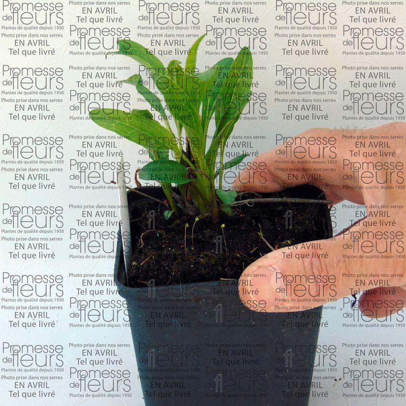 Esempio di esemplare Echinacea purpurea Secret Passion Vasetto da 8/9 cm come consegnato