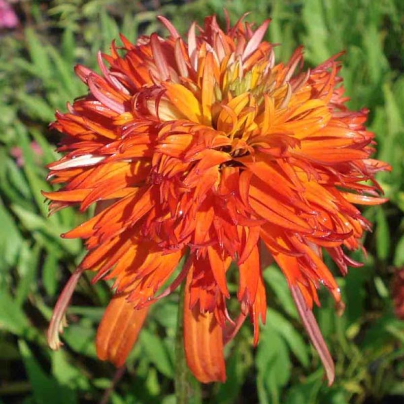 Echinacea purpurea Summer Salsa (Fioritura)