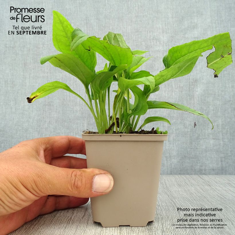 Esemplare di Echinacea purpurea SunSeekers Apple Green Vaso da 1,5L/2L come consegnato in autunno