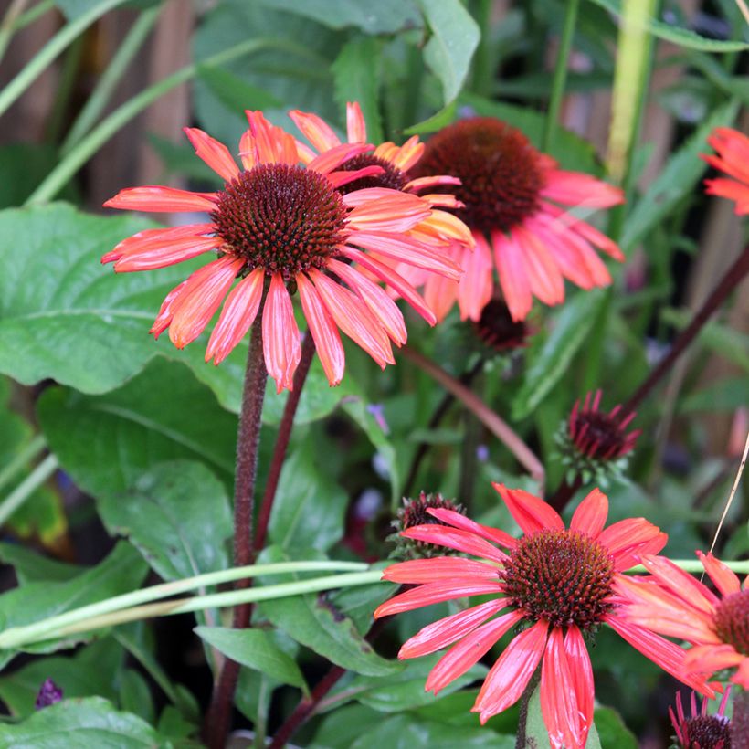 Echinacea purpurea SunSeekers Orange (Fioritura)
