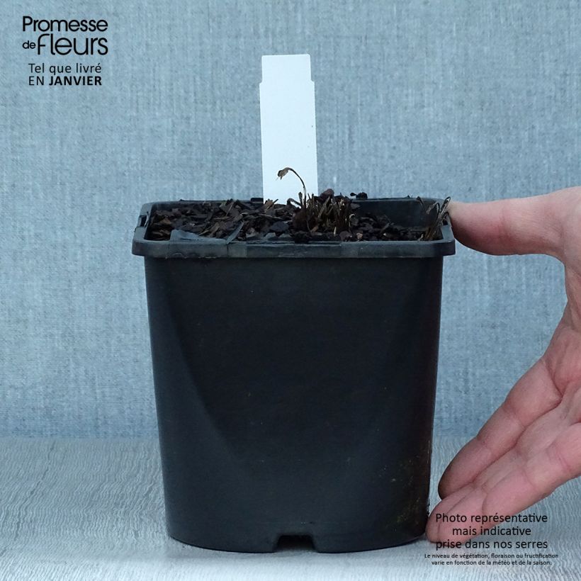 Echinacea purpurea SunSeekers White Perfection Vaso da 2L/3L esemplare consegnato in inverno